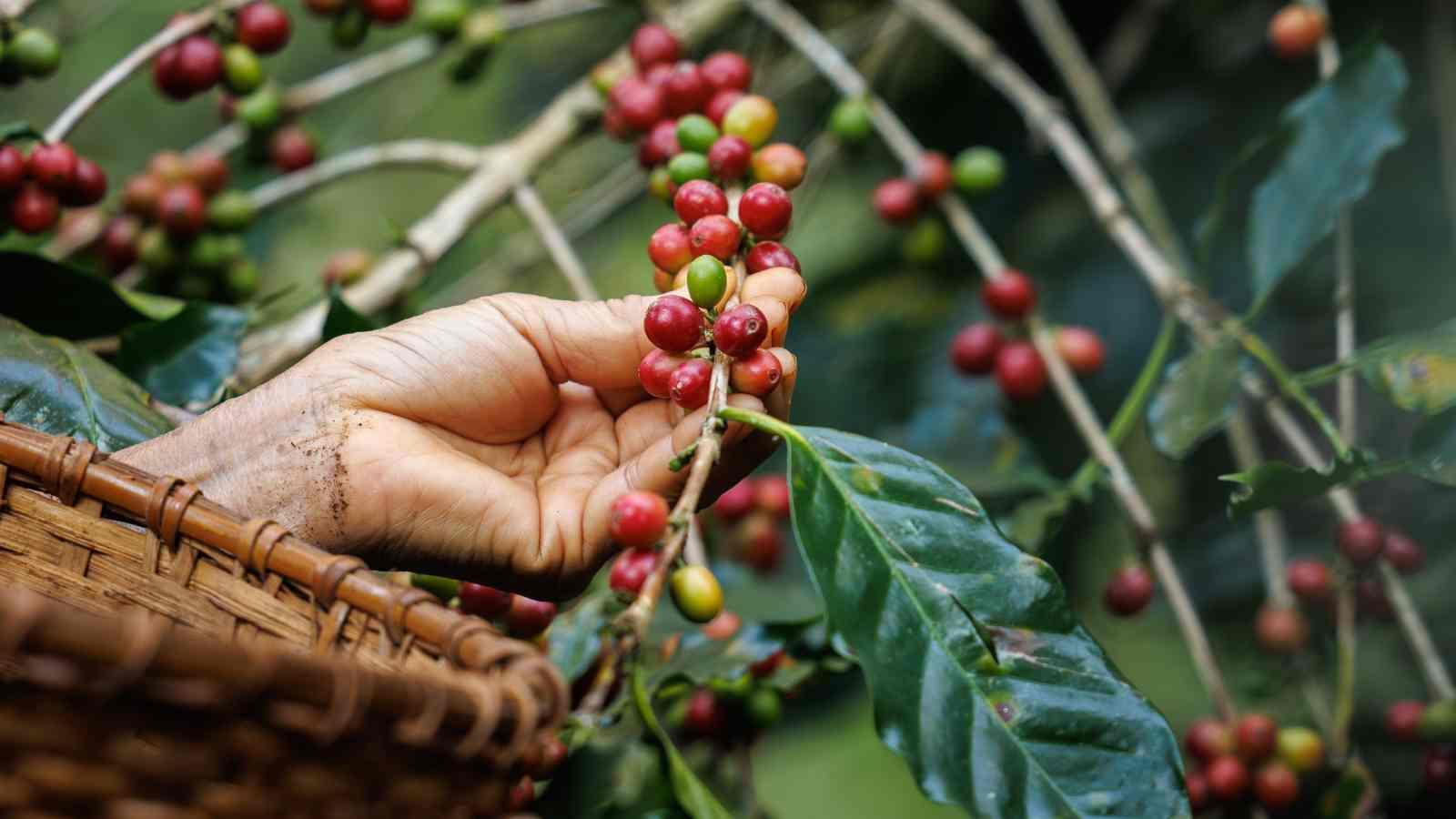 A Global Tour of Coffee Culture and Traditions